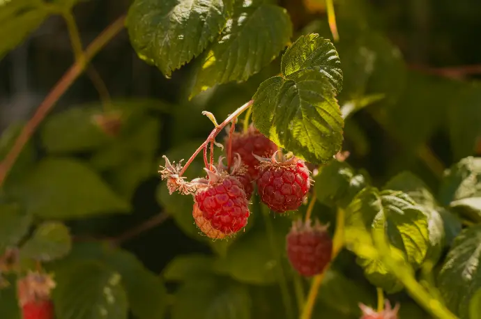 raspberries growing on a bush in the sun