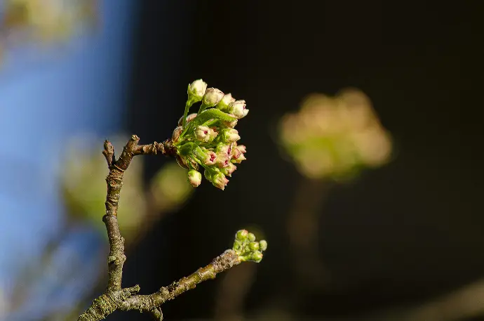 a close up of a tree branch with flowers