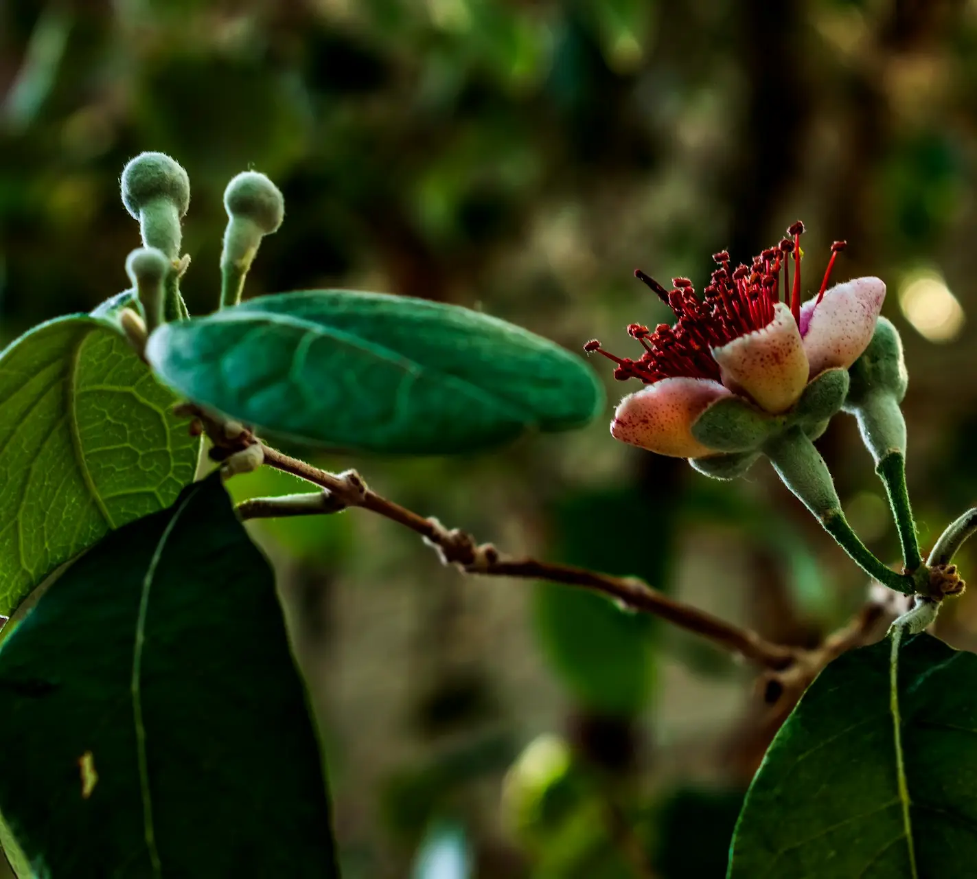 a close up of a flower on a tree branch