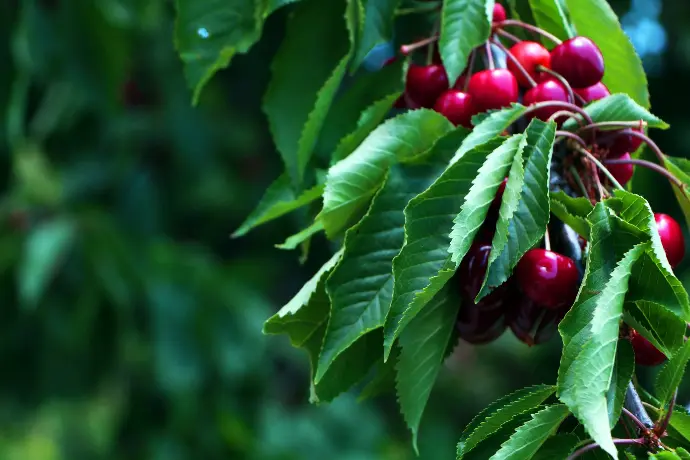 a bunch of cherries hanging from a tree