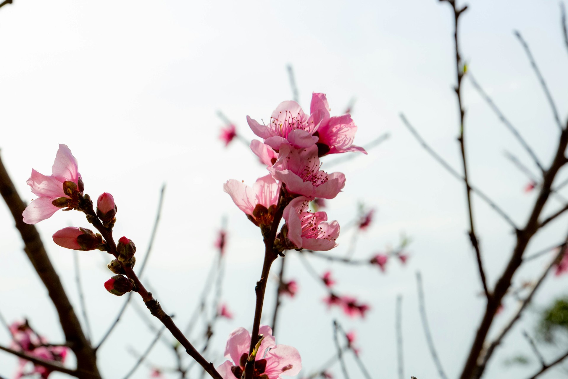 pink flowers are blooming on a tree branch