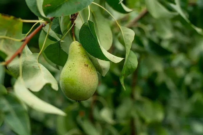 green avocado fruit