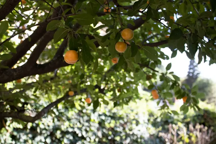 a tree with oranges