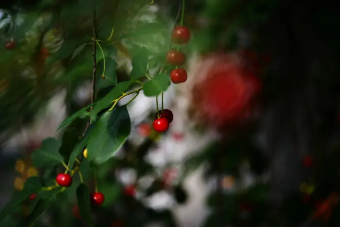A branch with red berries hanging from it