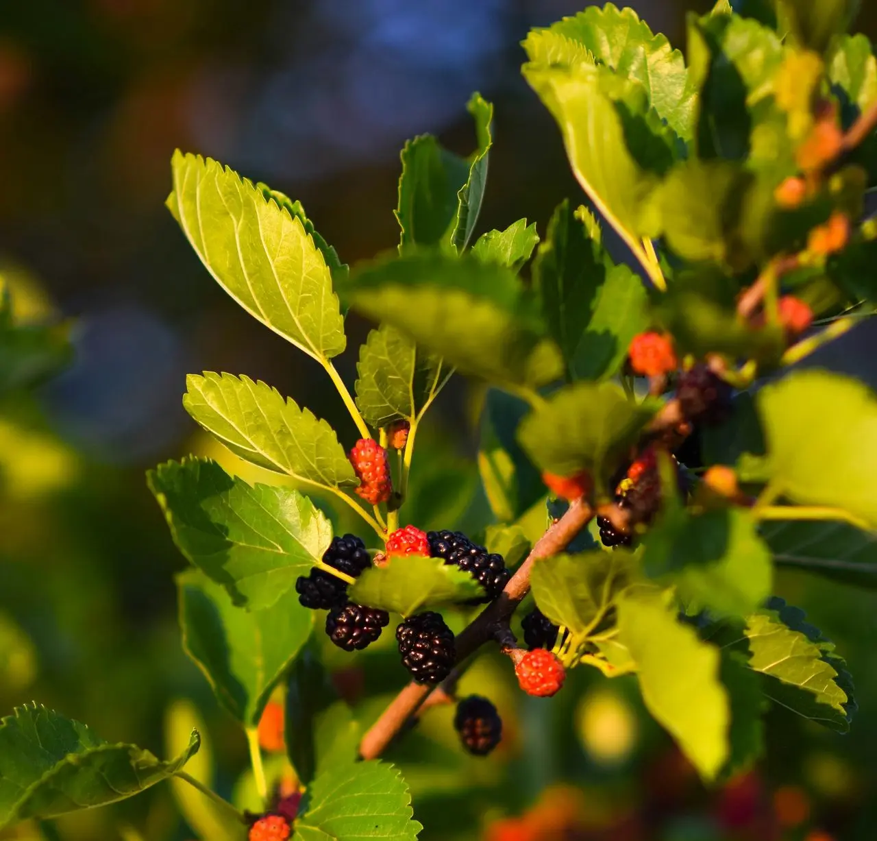 a close up of some berries