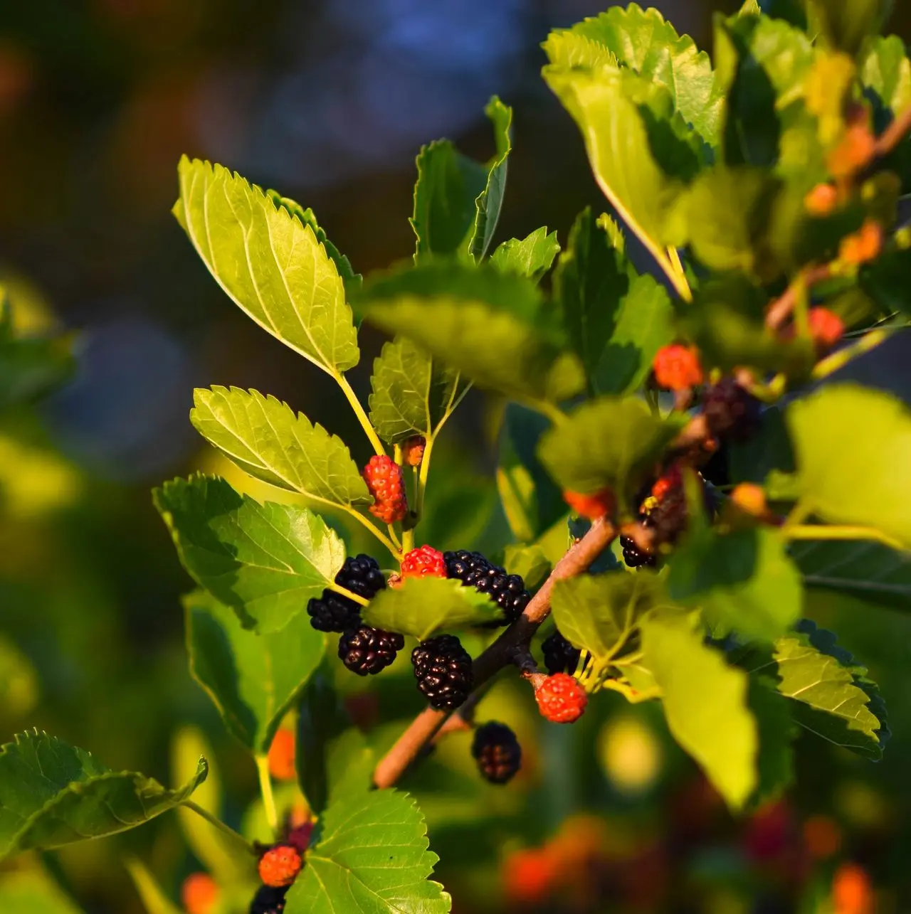 a close up of some berries