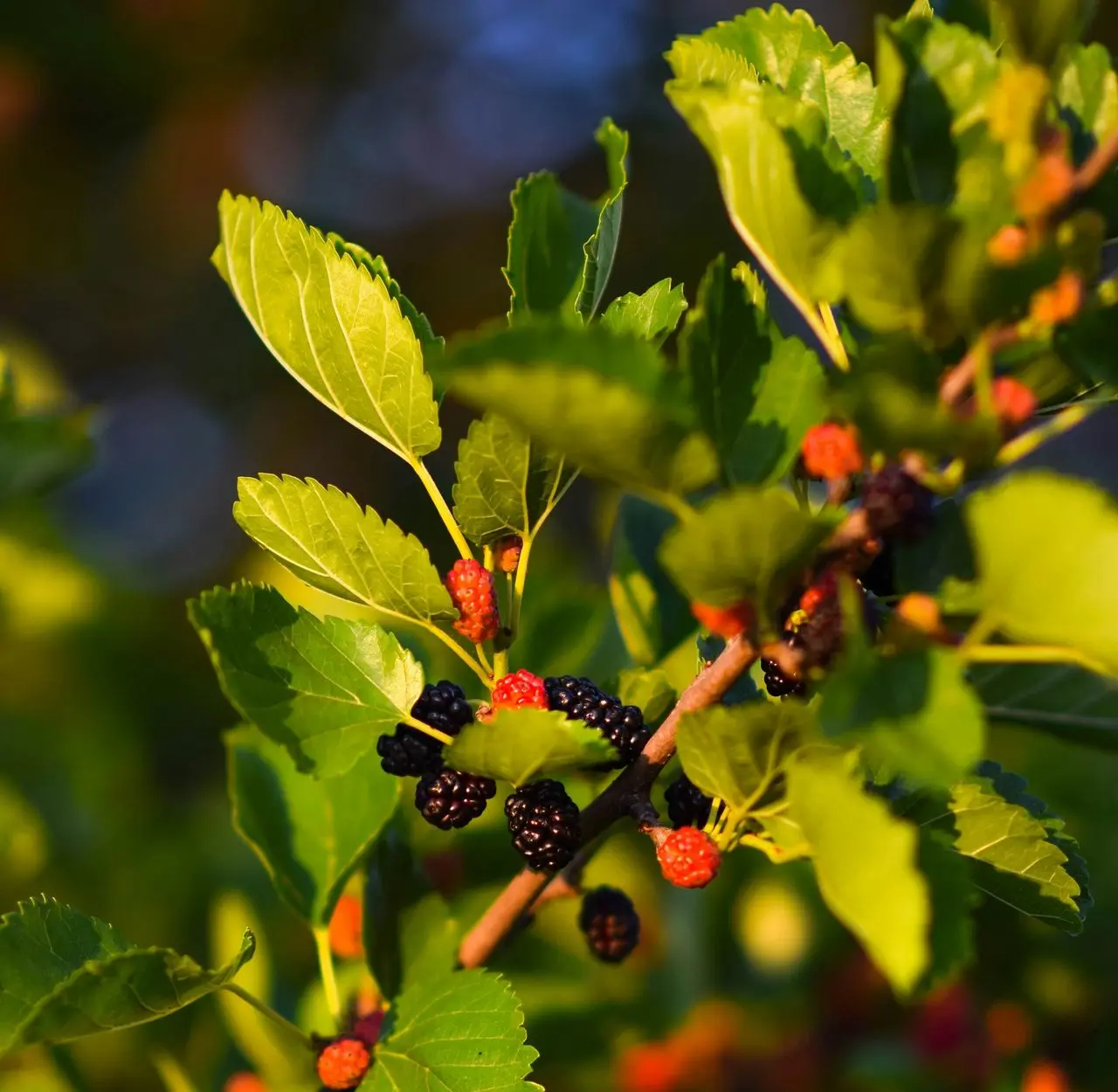 a close up of some berries