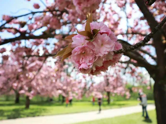 a tree filled with lots of pink flowers