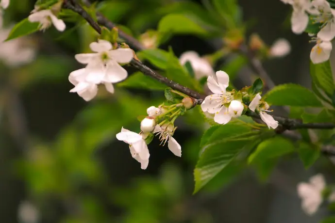 a branch with white flowers and green leaves